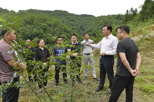 连坪瑶族乡发展规划揭秘，走向繁荣与进步的未来